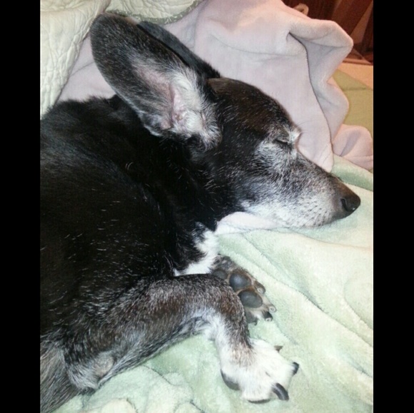 My Corgi (No Longer With Us) - Picture 4 of 4